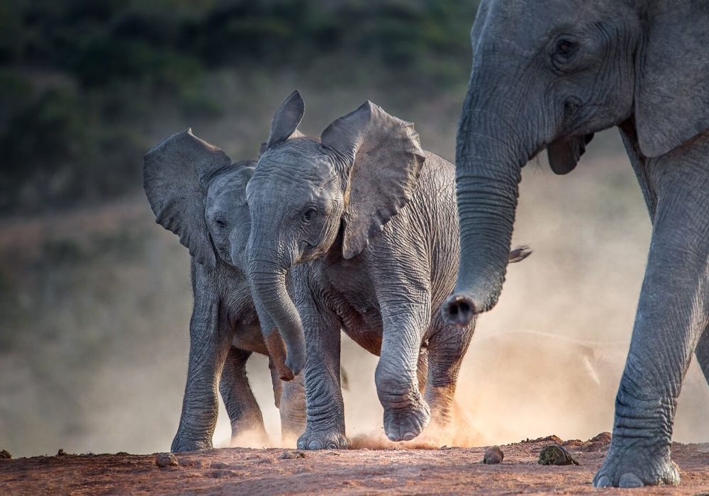 Young african elephants racing toward the water.